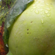 Image for article titled 9 Delicious Photos Of Produce That Will Probably Turn You Vegan